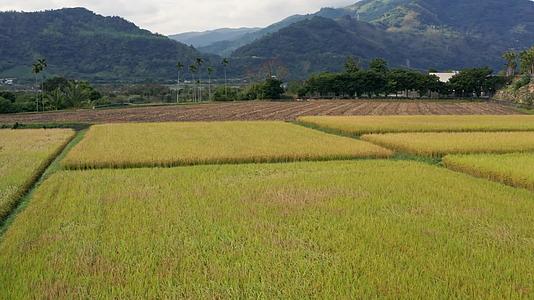 自然稻田水稻丰收视频的预览图