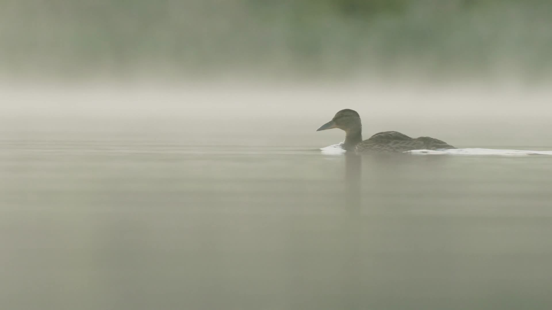 清晨池塘薄雾野鸭觅食视频的预览图
