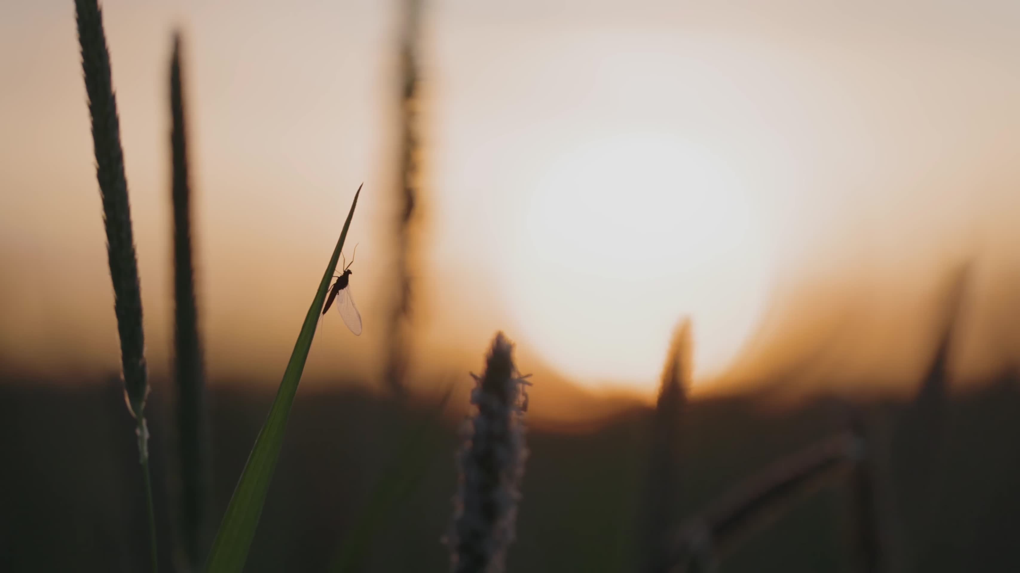 黄昏逆光植物昆虫特写唯美合集视频的预览图