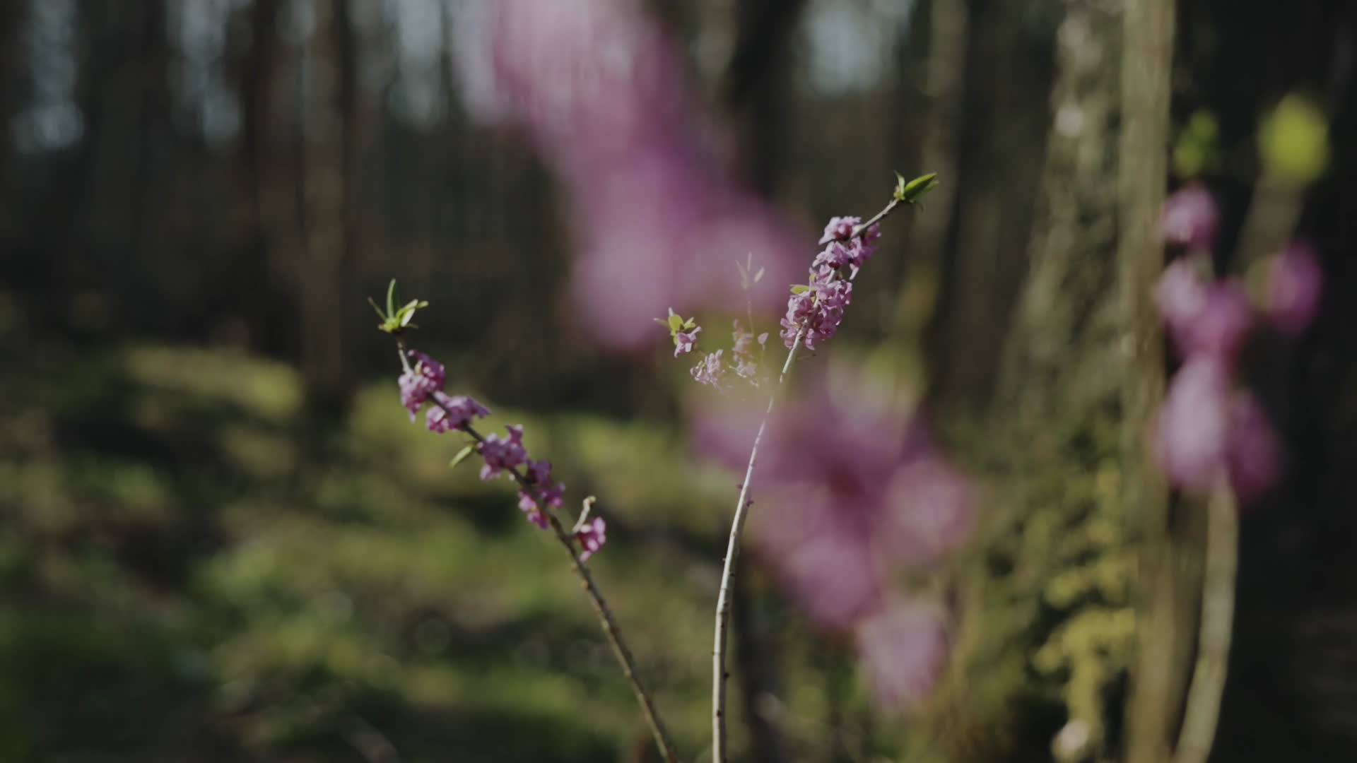 春日森林花草小鸟生机合集视频的预览图