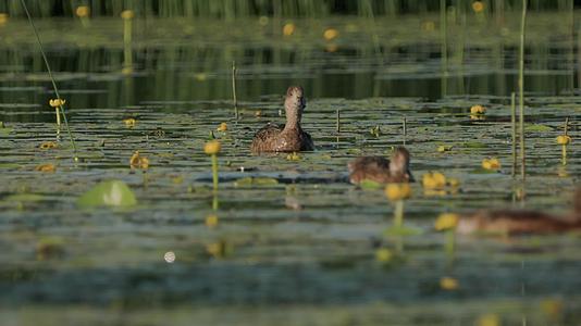 春季湖面天鹅野鸭游泳觅食视频的预览图