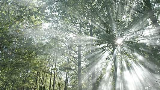 清晨阳光照射进树林光线视频的预览图