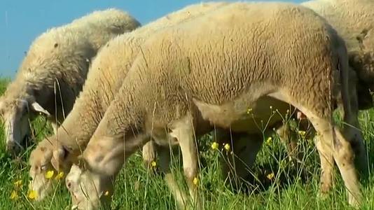 实拍草原动物绵羊羊群吃草高清背景视频视频的预览图