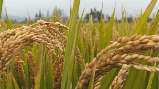 水稻丰收农业绿色希望农业农田视频视频的预览图