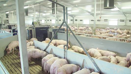 农场养猪养殖户养殖业培育科学畜牧视频视频的预览图