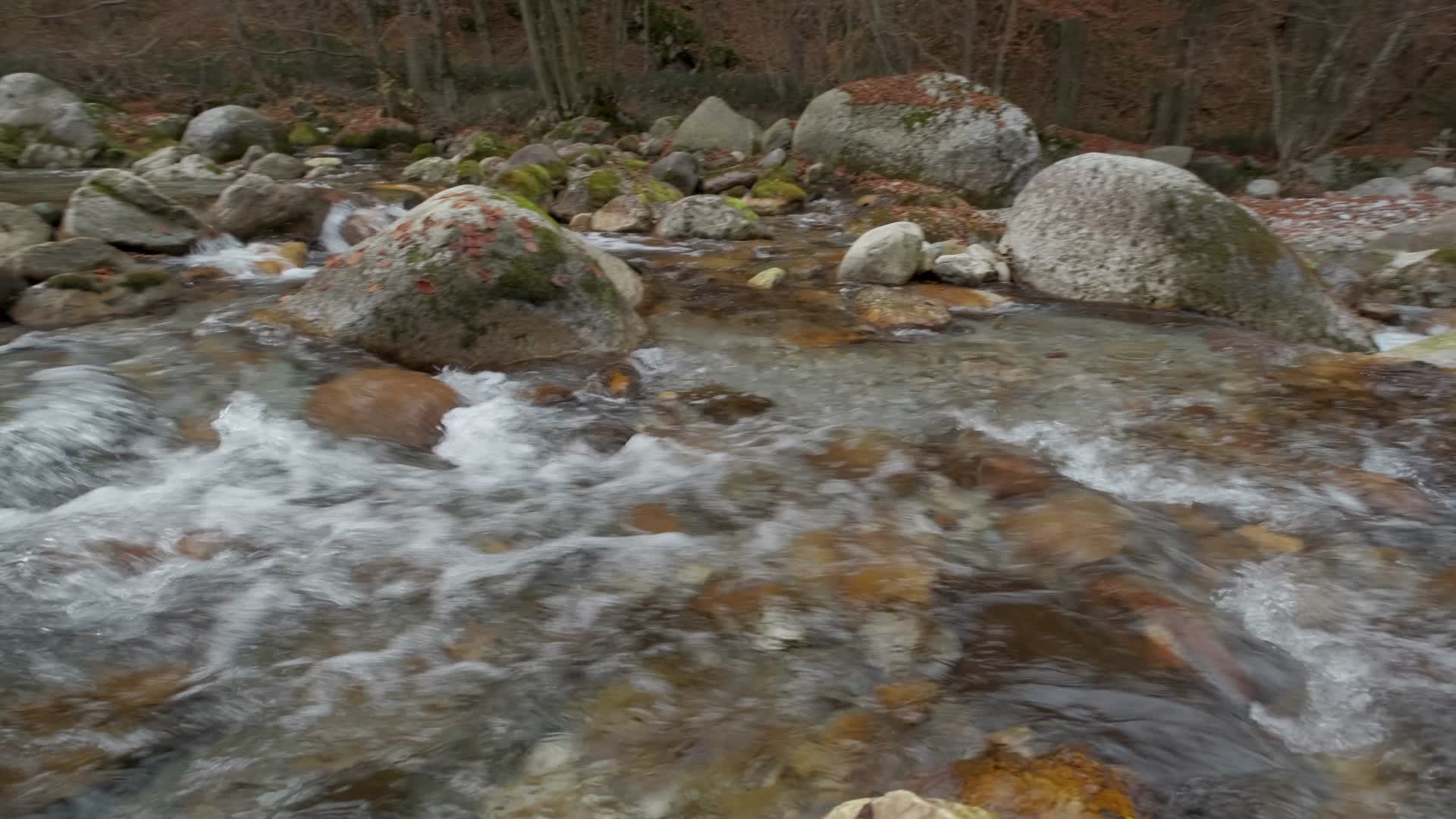 森林河流与绿色自然视频的预览图