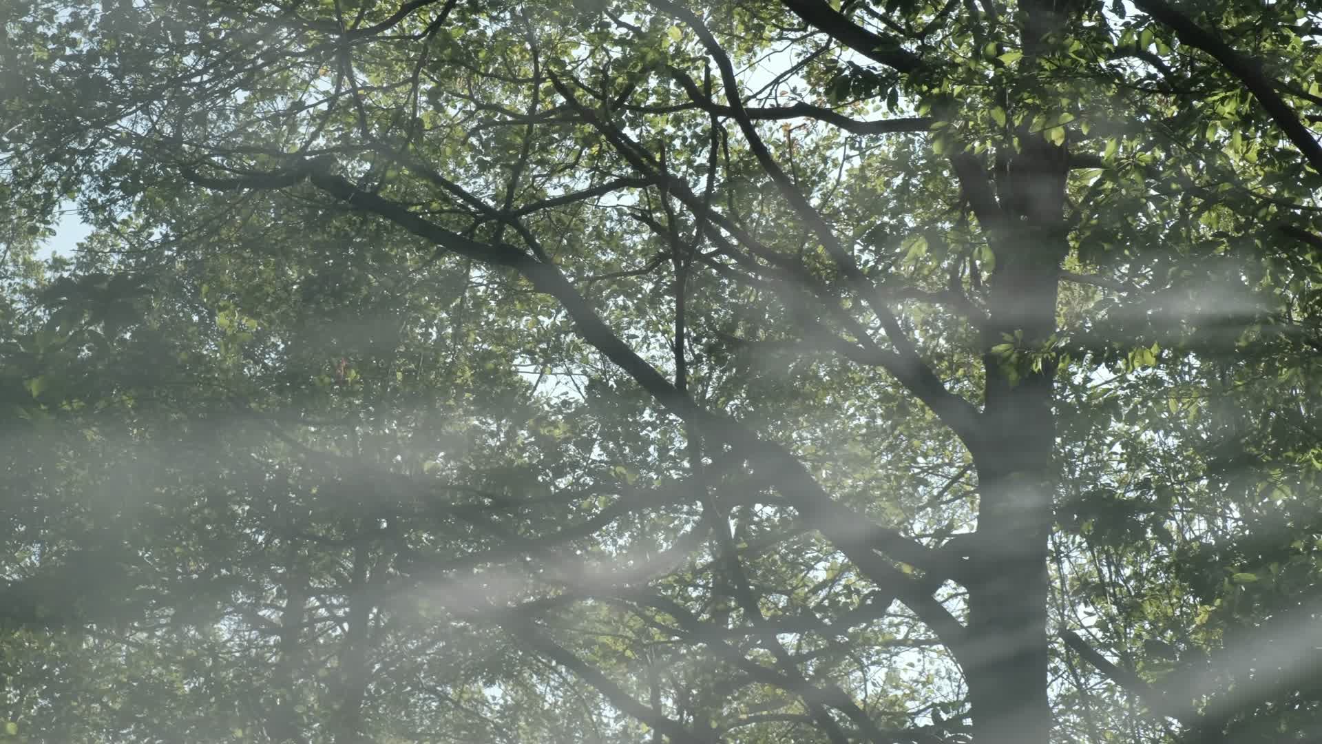 绿色森林天然氧吧森林树林视频的预览图