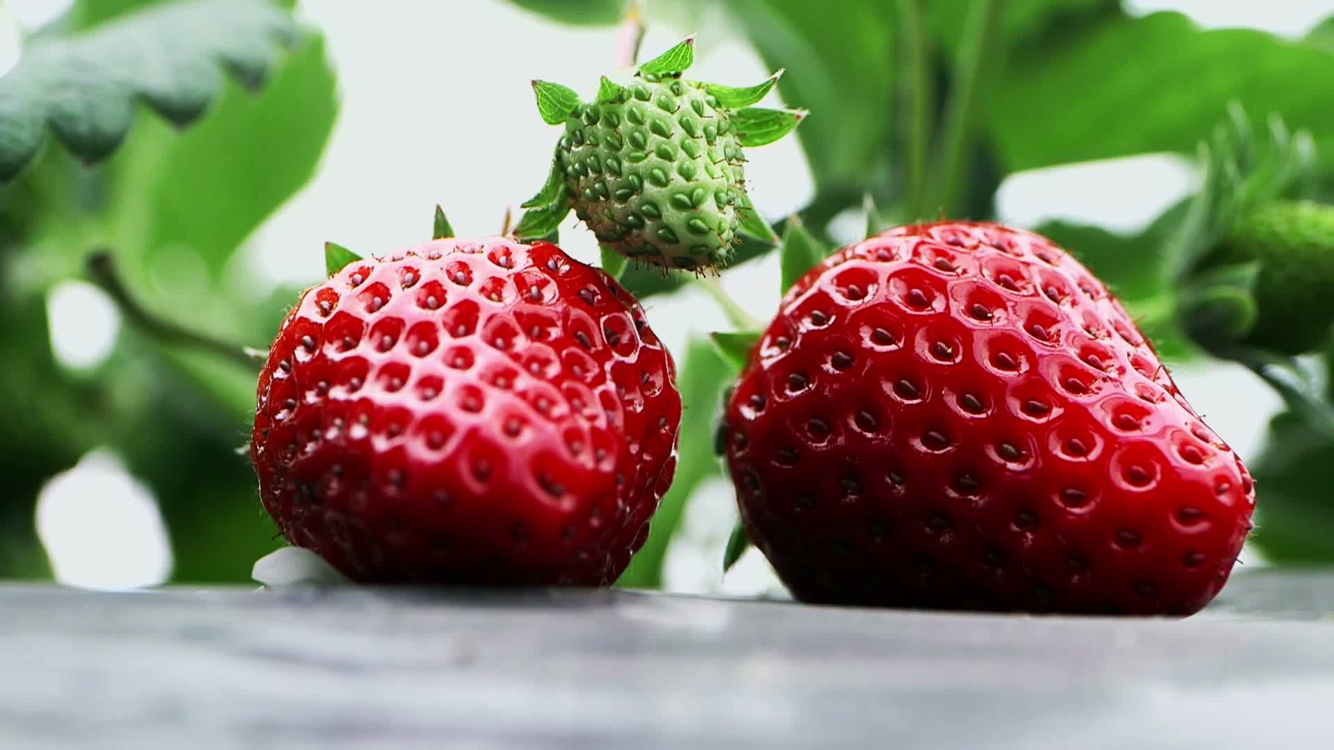 新鲜美味草霉大草莓特写视频视频的预览图
