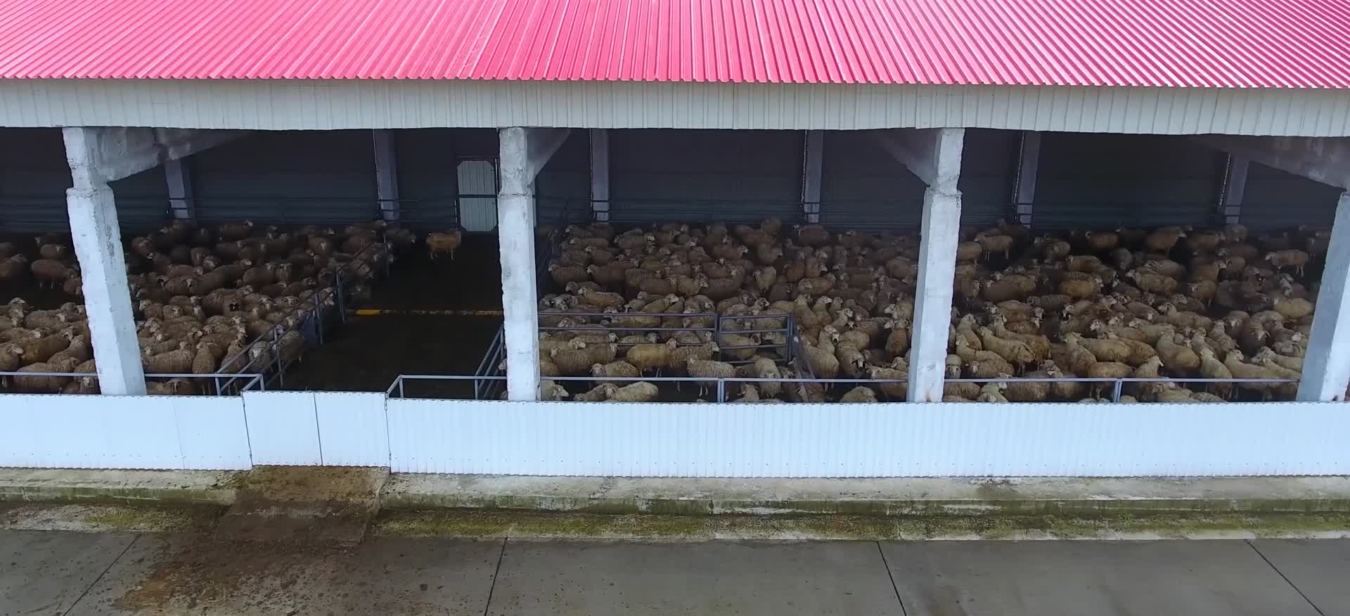 养殖屠宰质检肉食加工运输产业链视频视频的预览图