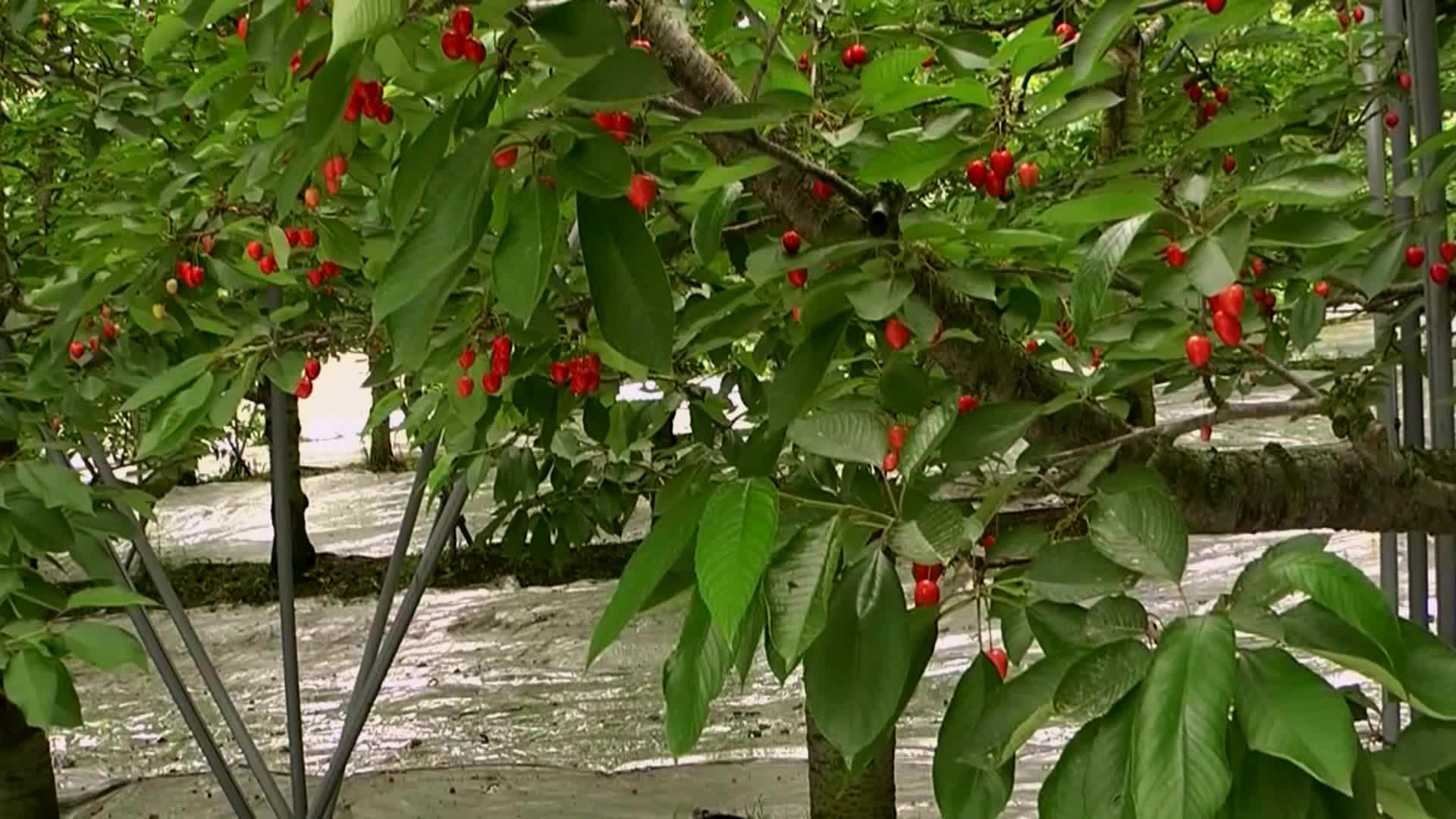 新鲜美味樱桃果园果树生态种植园视频视频的预览图