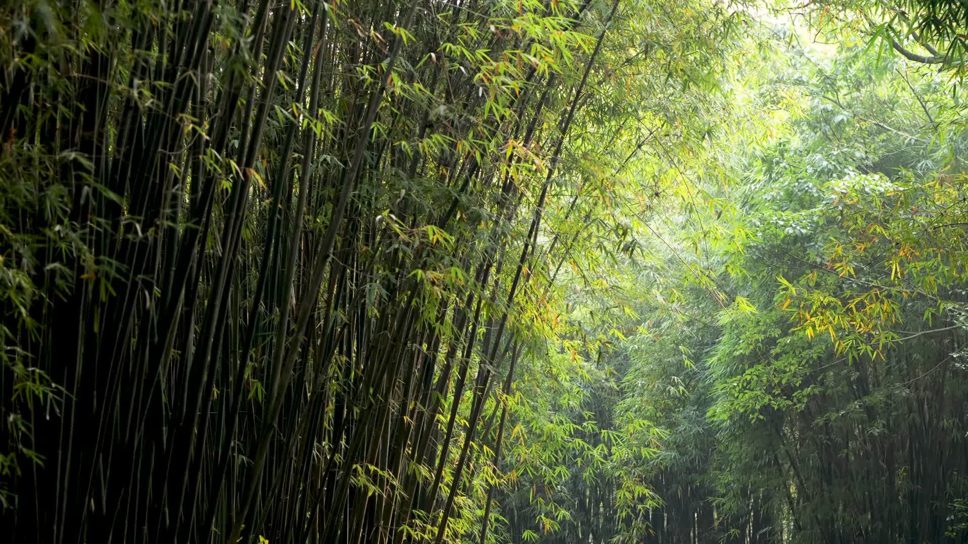 竹林的光影视频的预览图