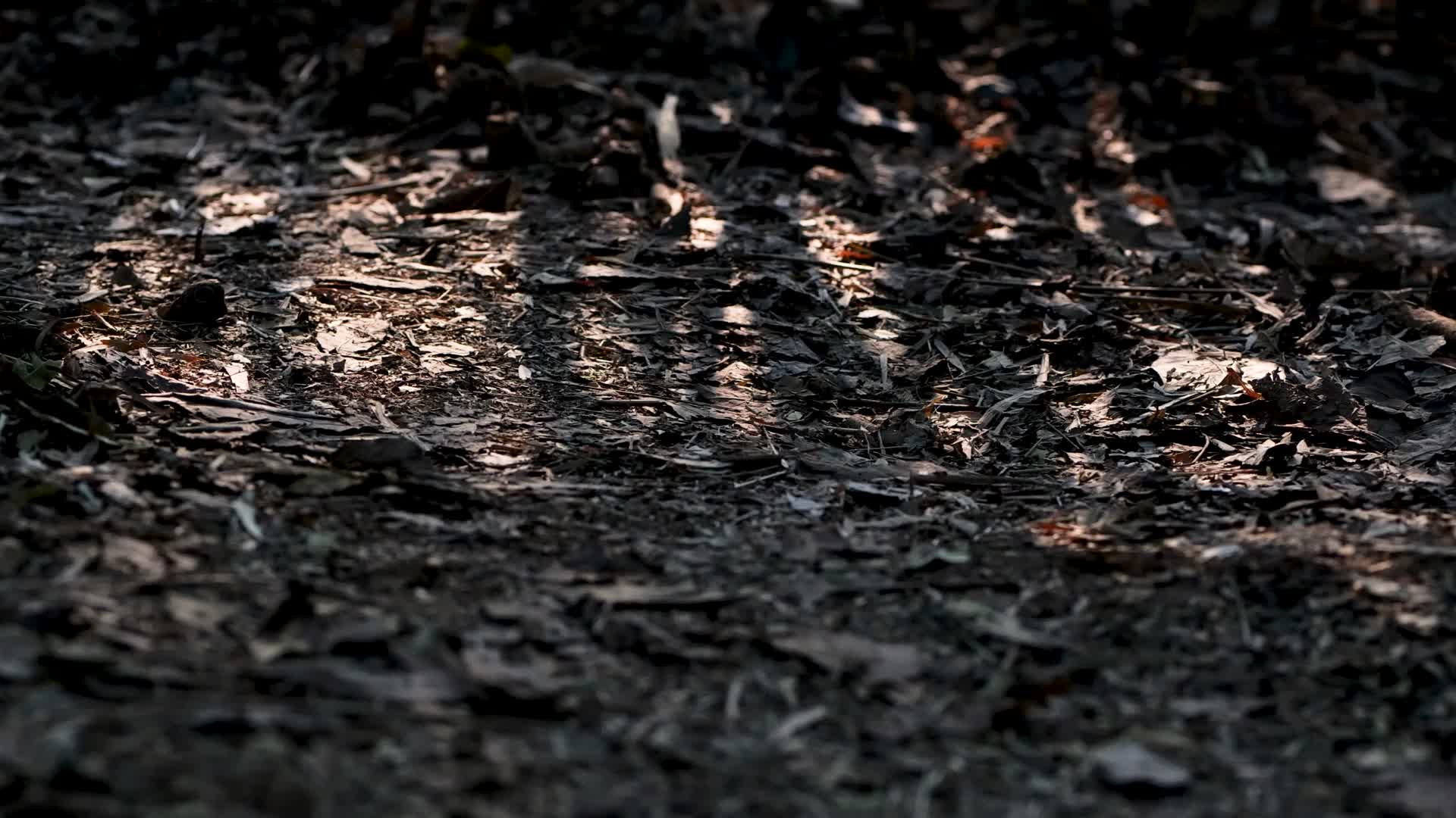 竹林的光影视频的预览图