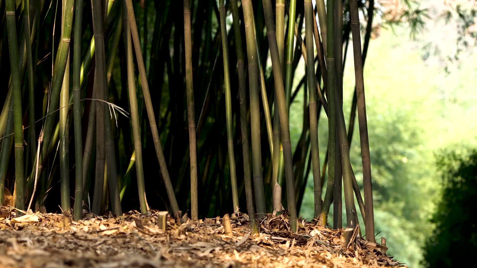 竹林竹子的光影视频的预览图