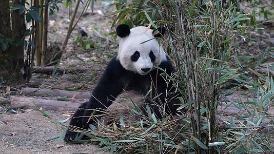 大熊猫国宝熊猫吃竹子视频的预览图