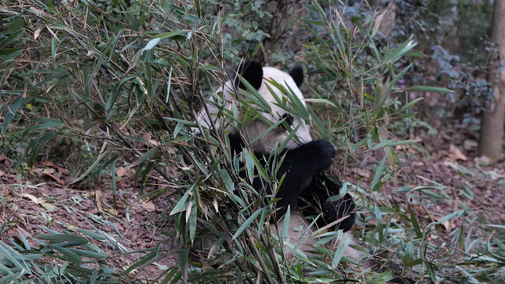 成都大熊猫繁殖基地视频的预览图