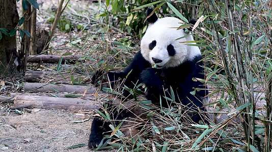 成都大熊猫繁殖基地视频的预览图