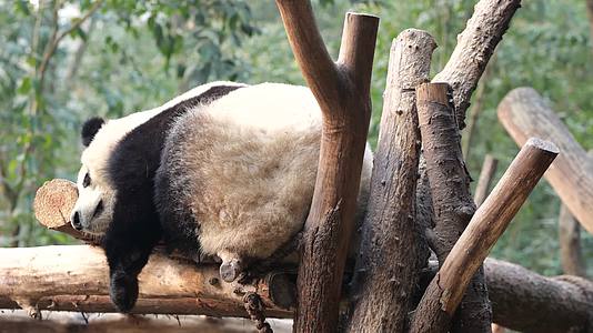 睡觉的大熊猫视频的预览图