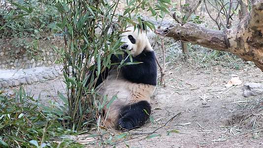 大熊猫国宝熊猫吃竹子视频的预览图