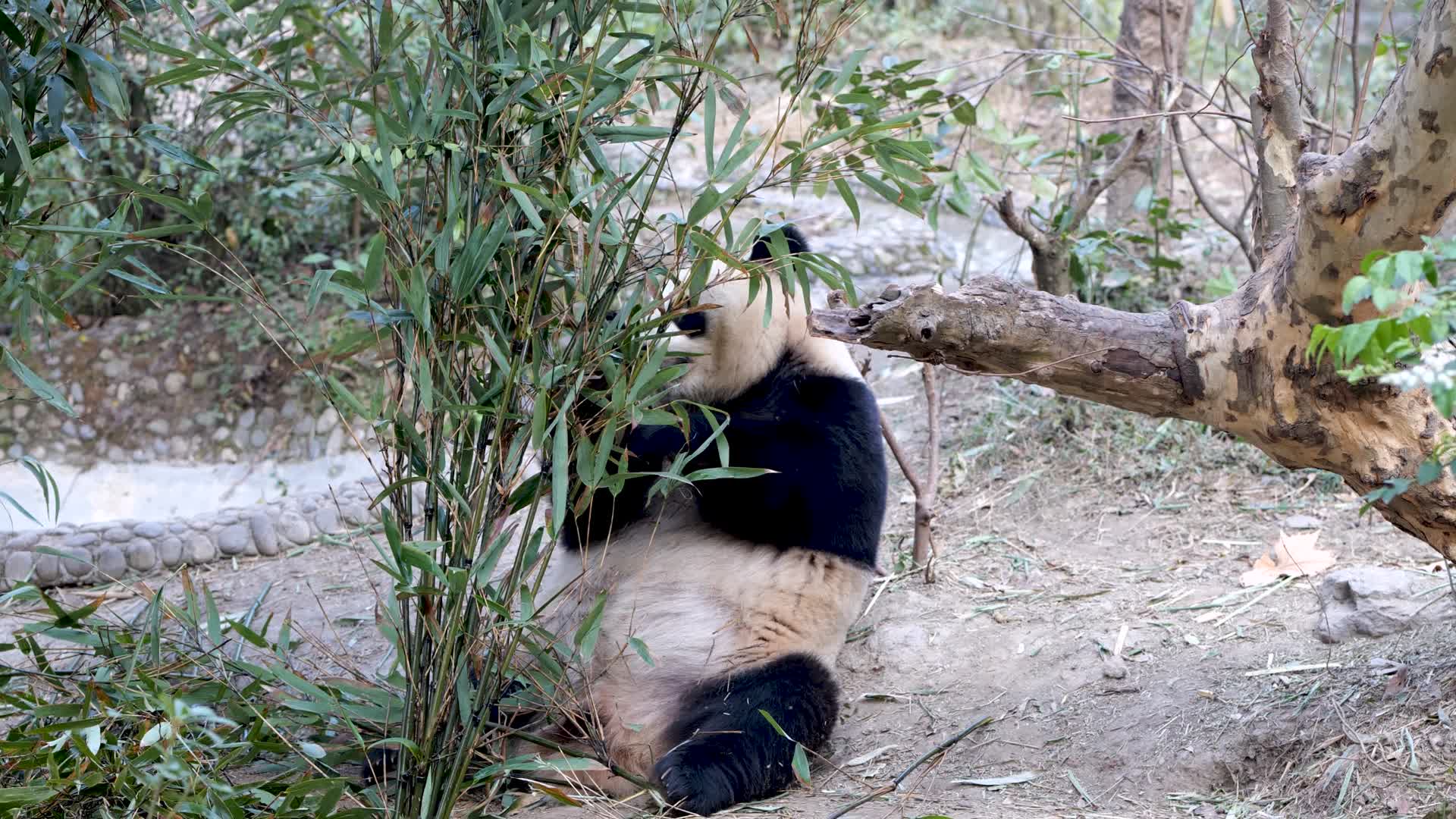 吃竹子的大熊猫国宝可爱视频的预览图