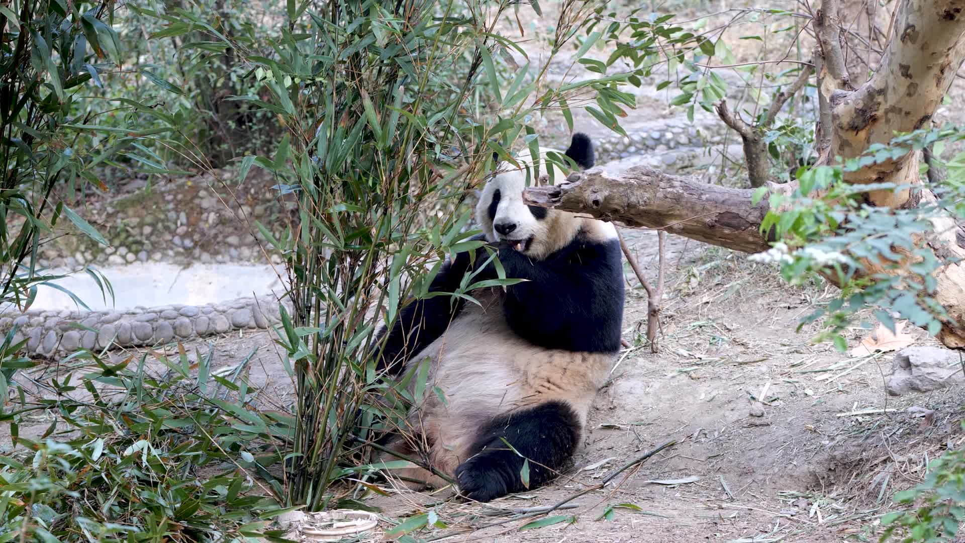 吃竹子的大熊猫国宝可爱视频的预览图