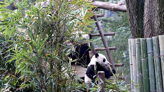 中国吃竹子的大熊猫视频的预览图
