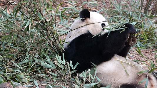 中国吃竹子的大熊猫视频的预览图