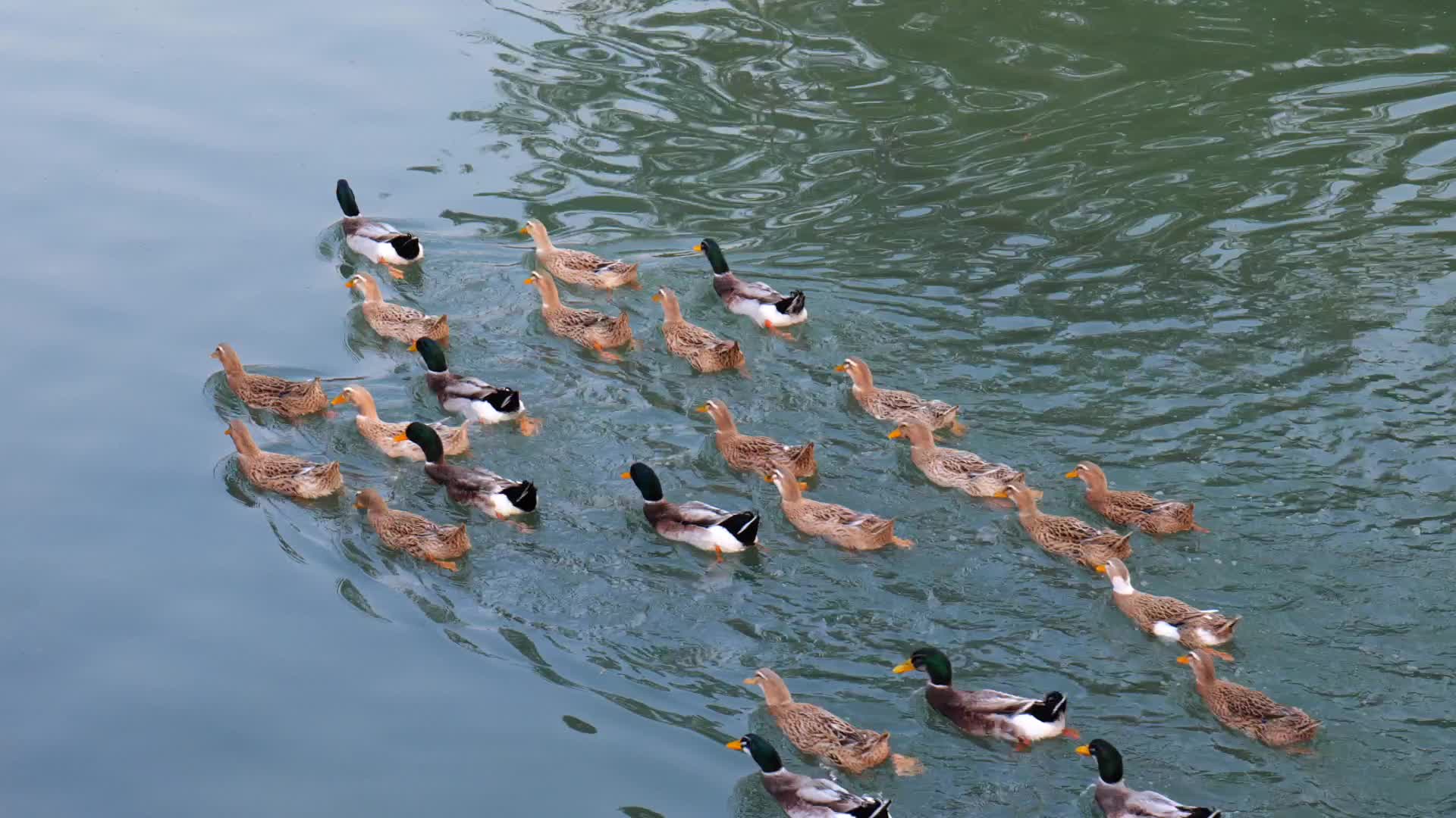鸭子戏水视频的预览图