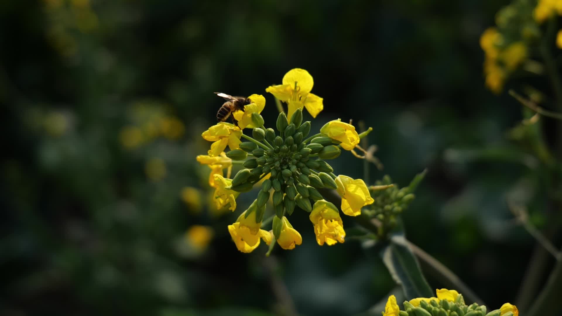 特写慢镜头下的蜜蜂菜花蜜视频的预览图