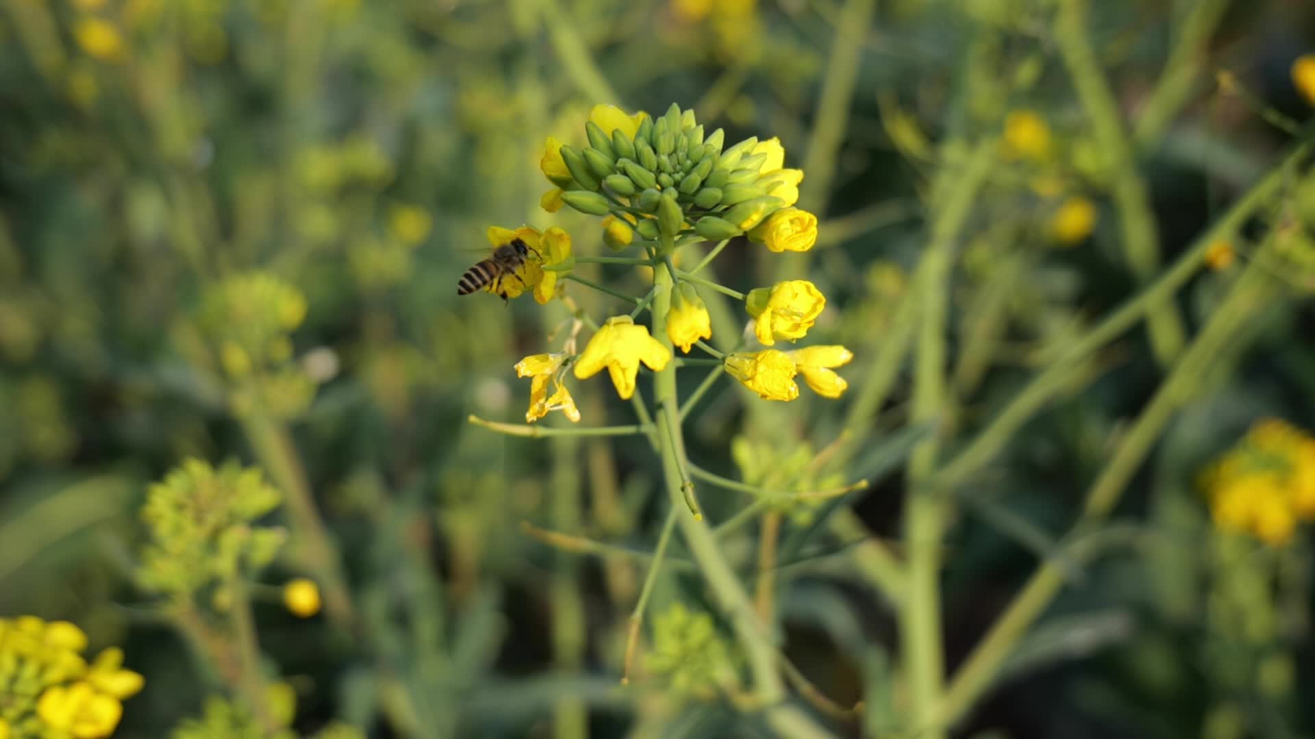 油菜花蜜蜂采蜜特写视频的预览图