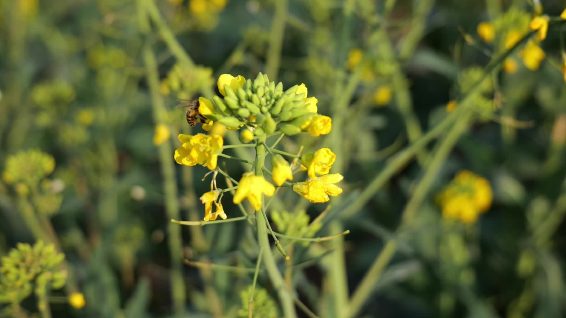 油菜花蜜蜂采蜜特写视频的预览图