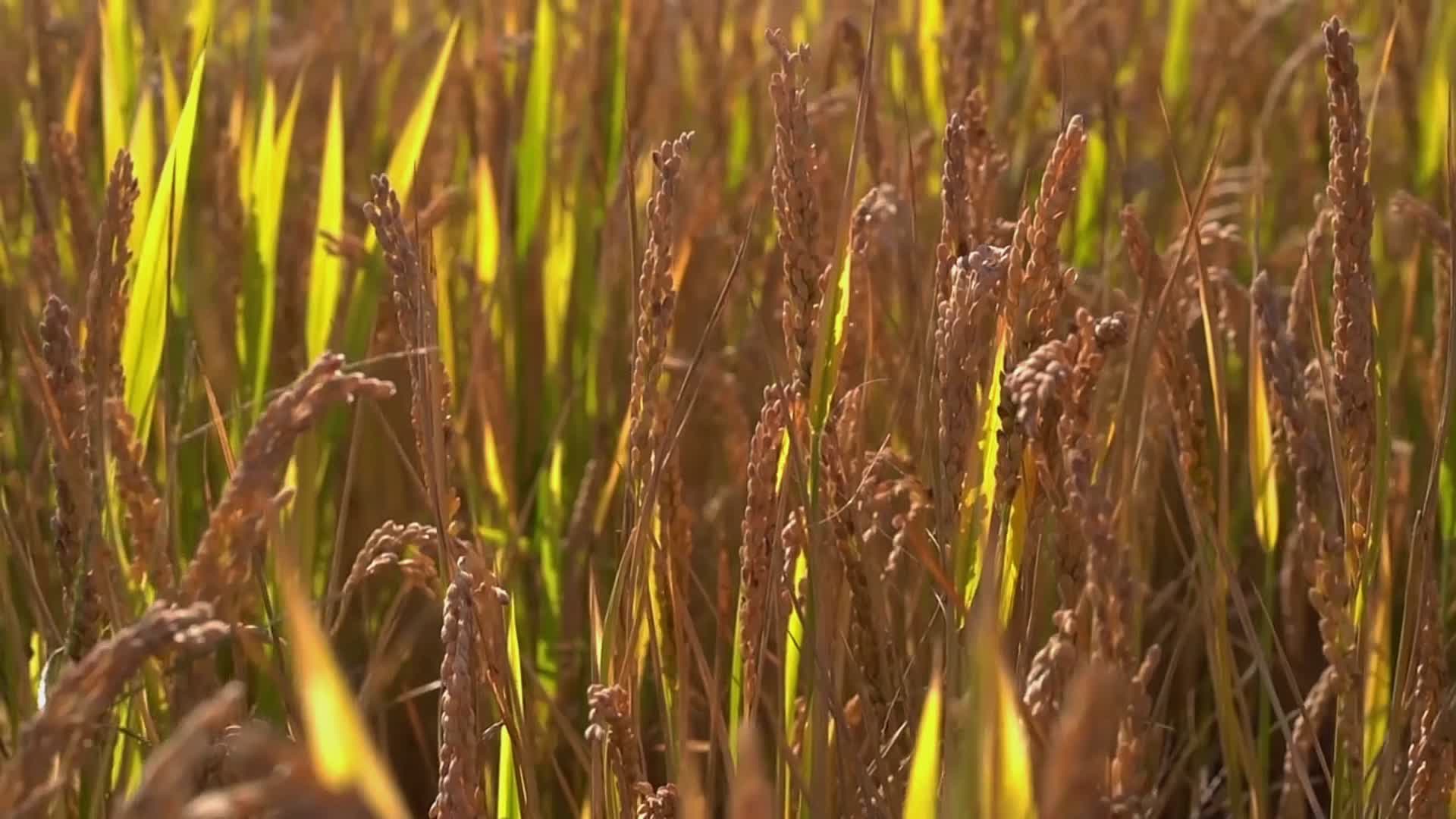 收货稻子农村水稻丰收版权存证光厂独家视频的预览图