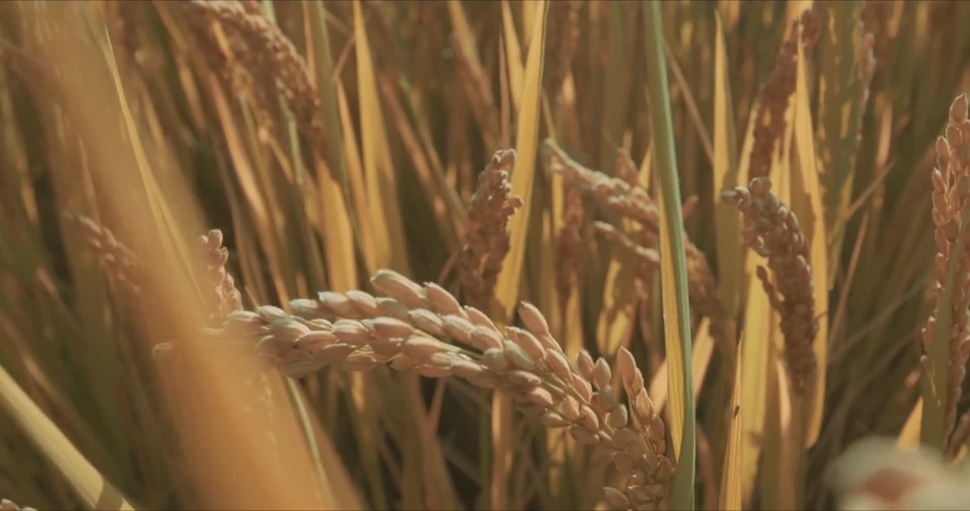 粮食丰产水稻丰收视频的预览图