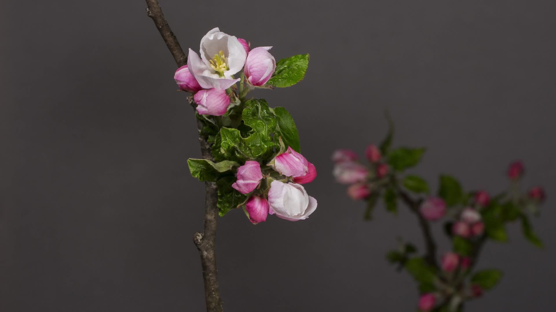 桃花盛开延时春天视频的预览图