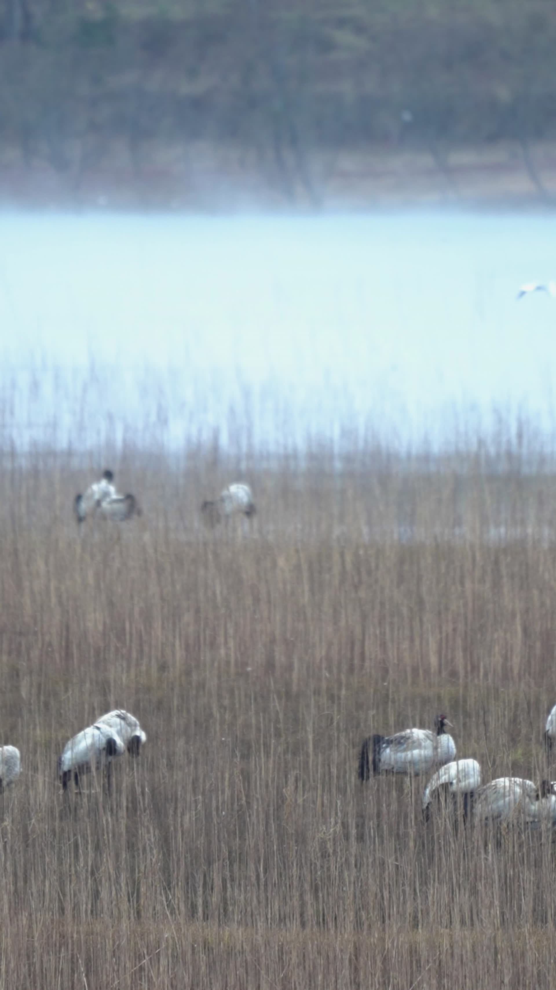 高清竖屏实拍念湖黑颈鹤视频的预览图