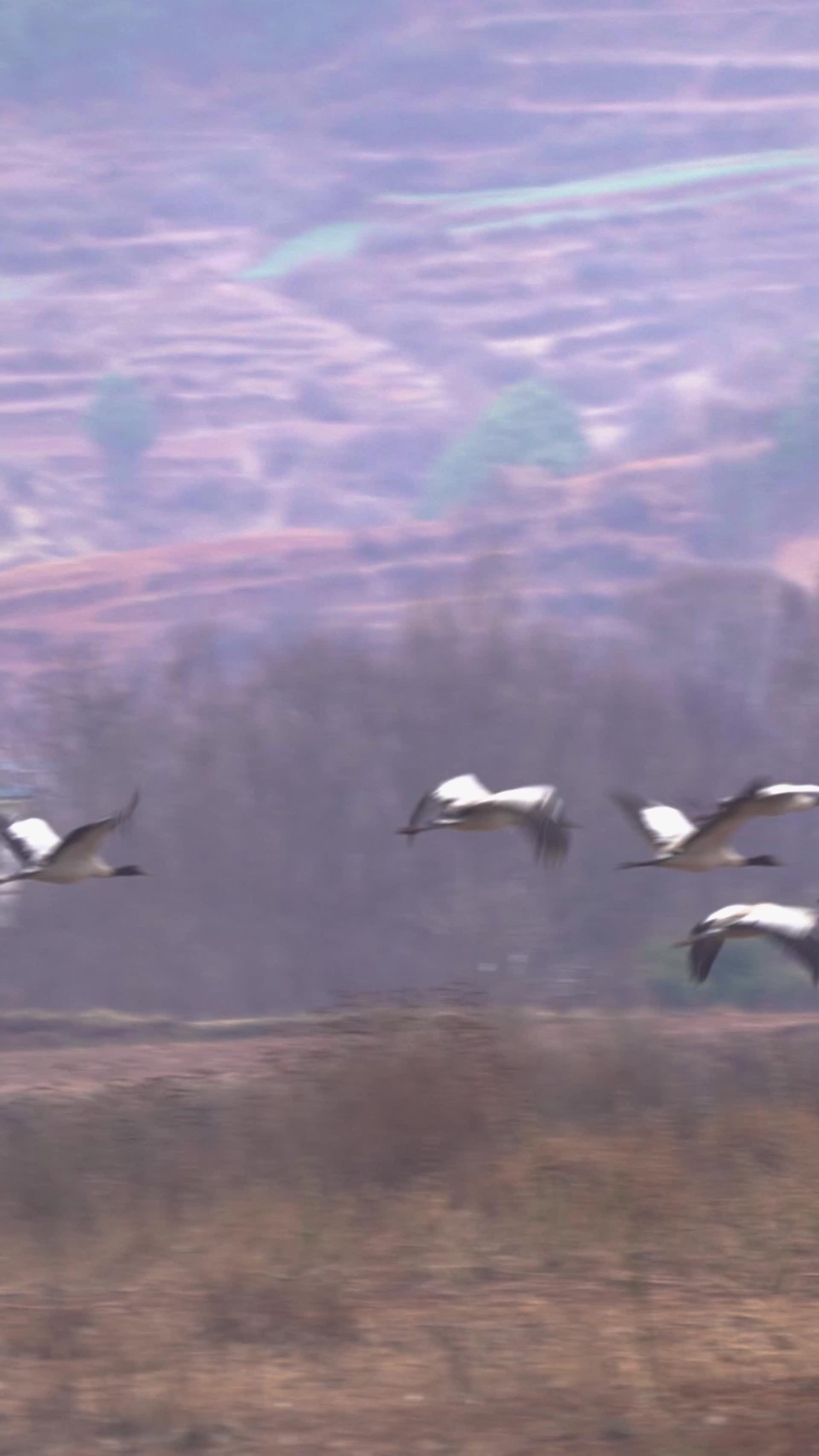 高清竖屏实拍念湖黑颈鹤视频的预览图