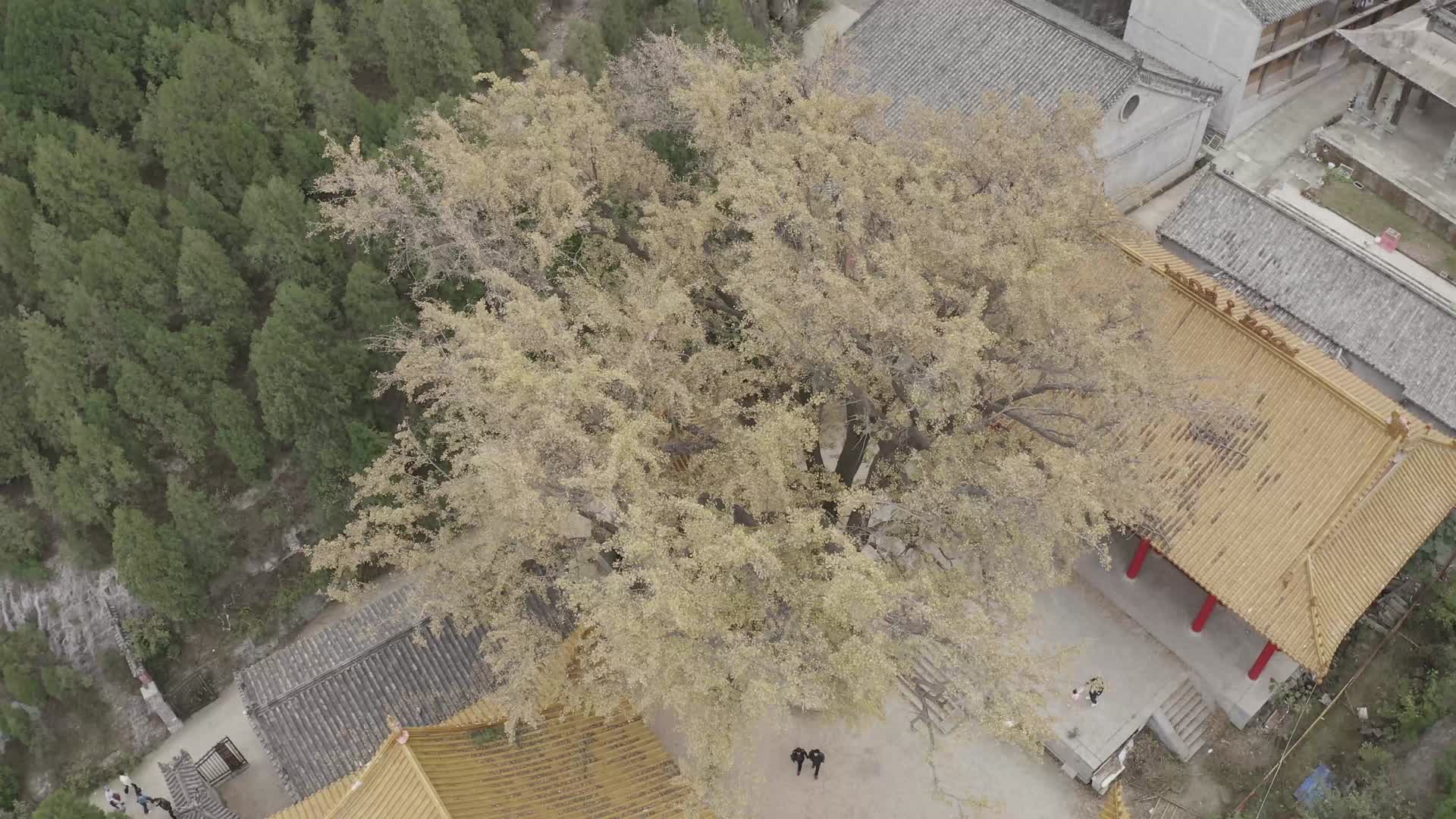 济南糖豆寺寺庙银杏叶秋天视频的预览图
