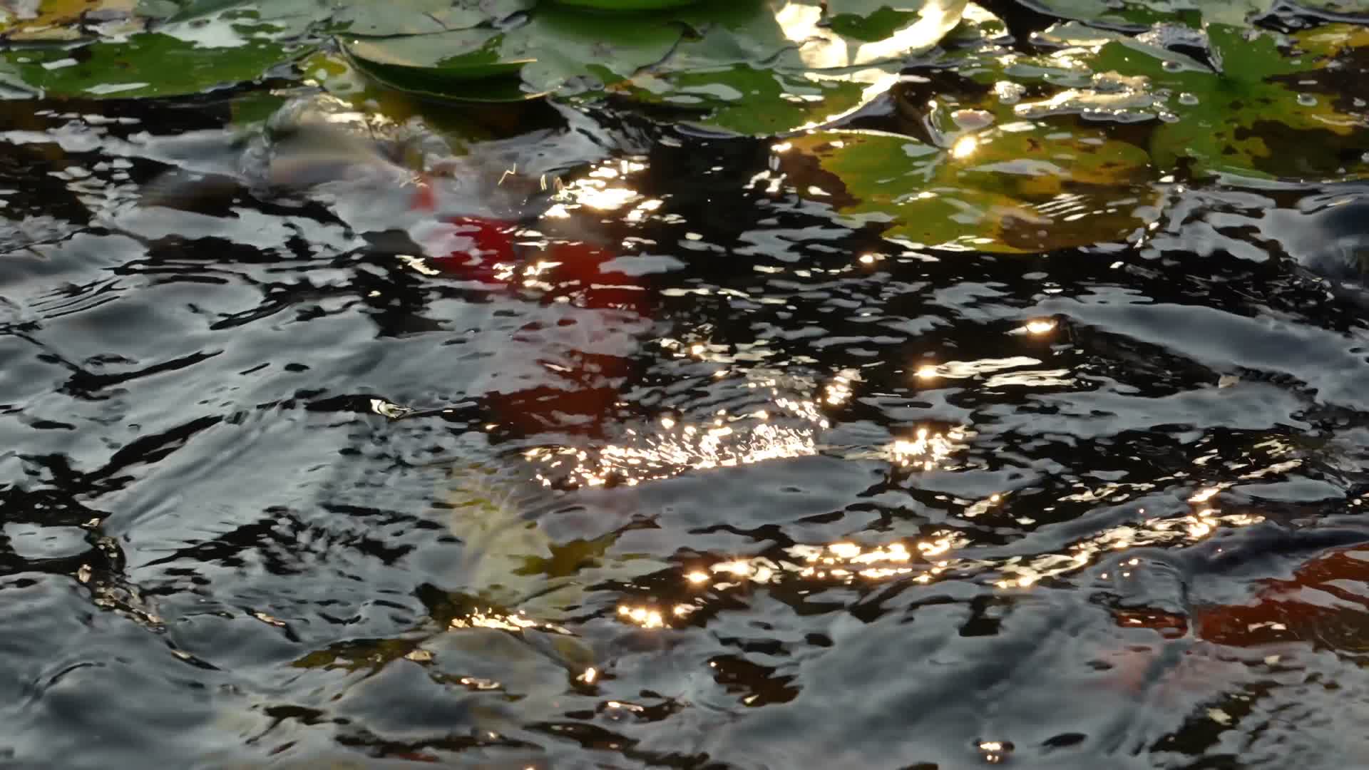 锦鲤鱼合集视频的预览图