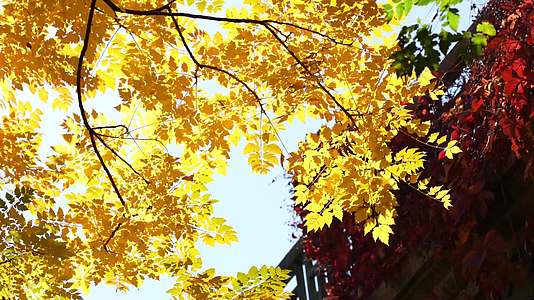 秋日金色枫叶合集视频的预览图