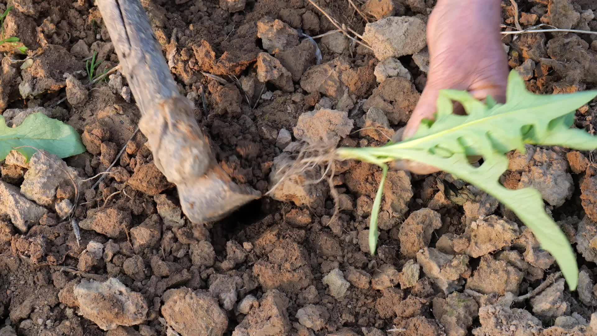 人工种植蔬菜视频的预览图
