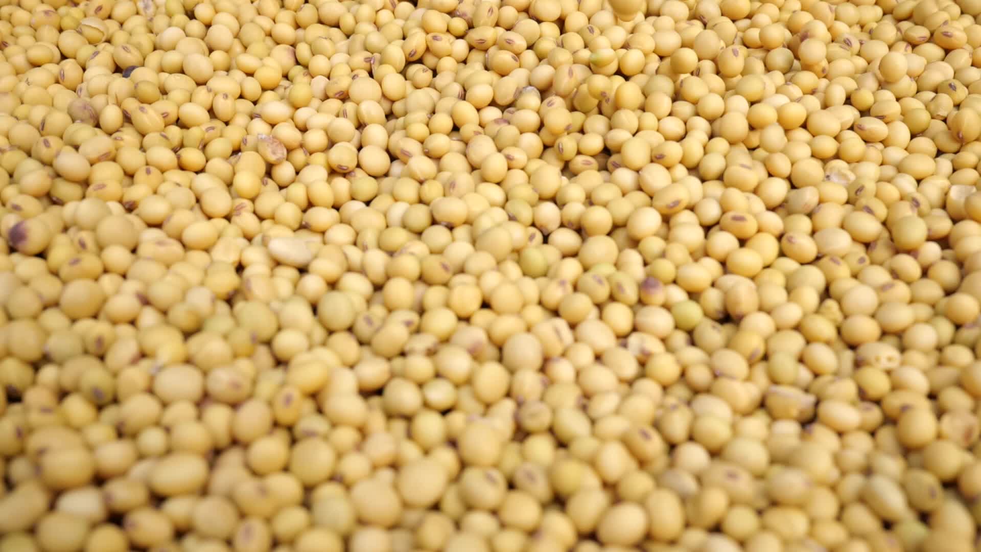 优质的大豆豆子展示丰收视频的预览图