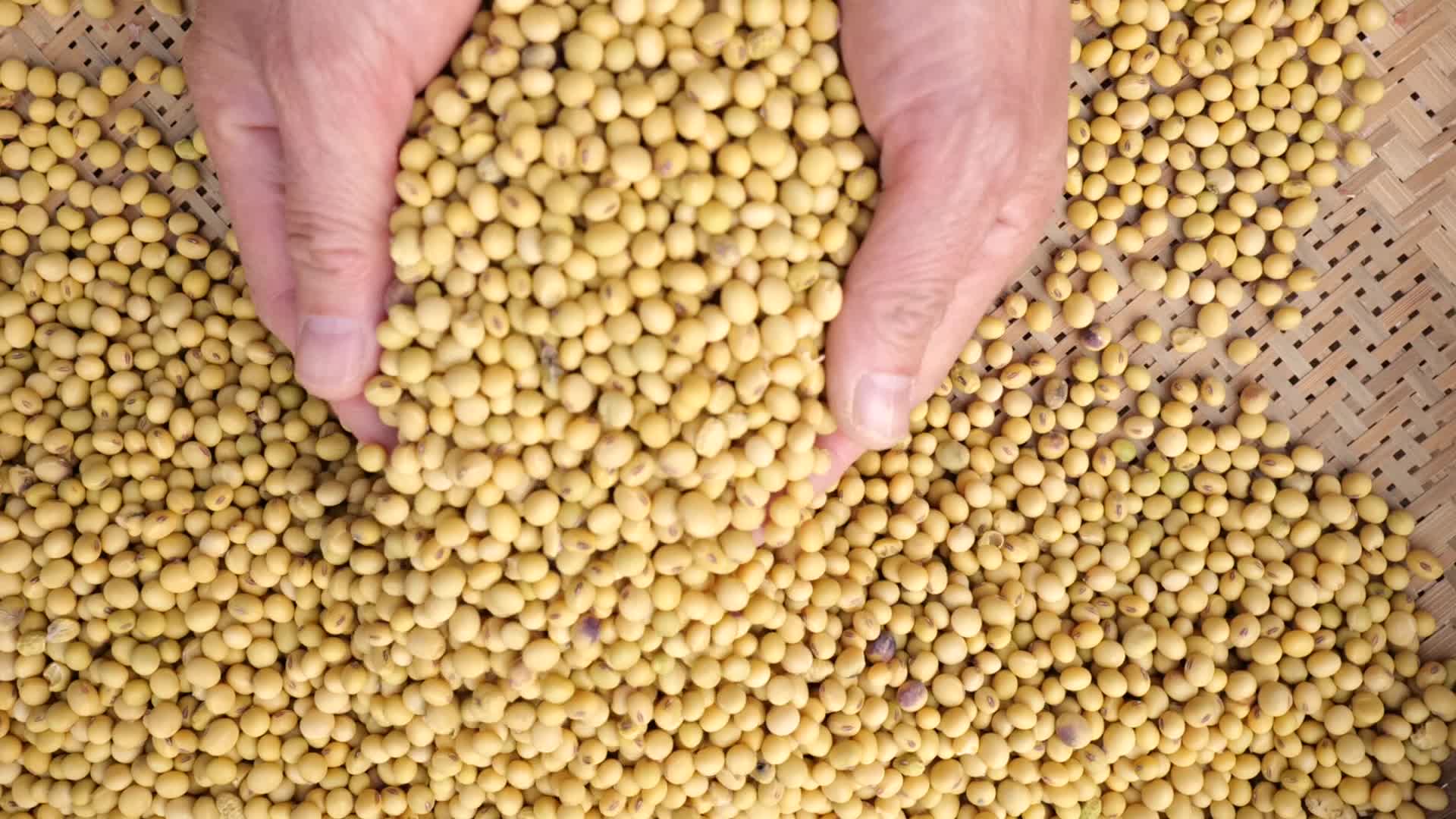 优质的大豆豆子展示丰收视频的预览图