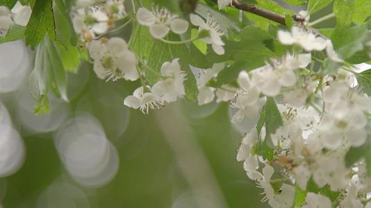 初春白色花朵绽放视频的预览图