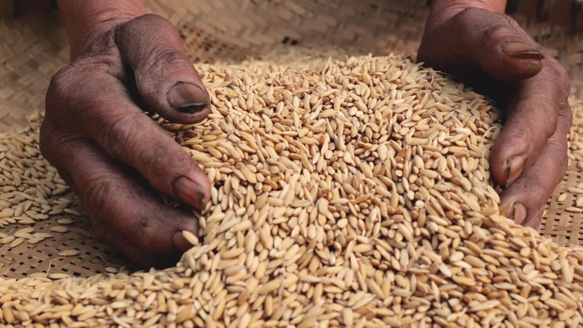 农民在仔细挑选丰收的水稻视频的预览图