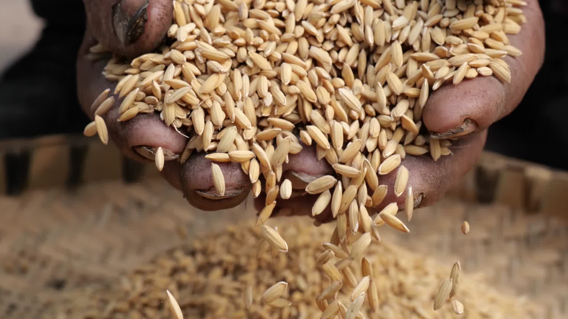 农民在仔细挑选丰收的水稻视频的预览图