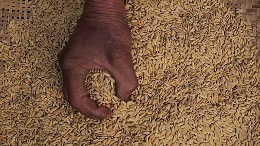 优质水稻农业产量乡村振兴视频的预览图