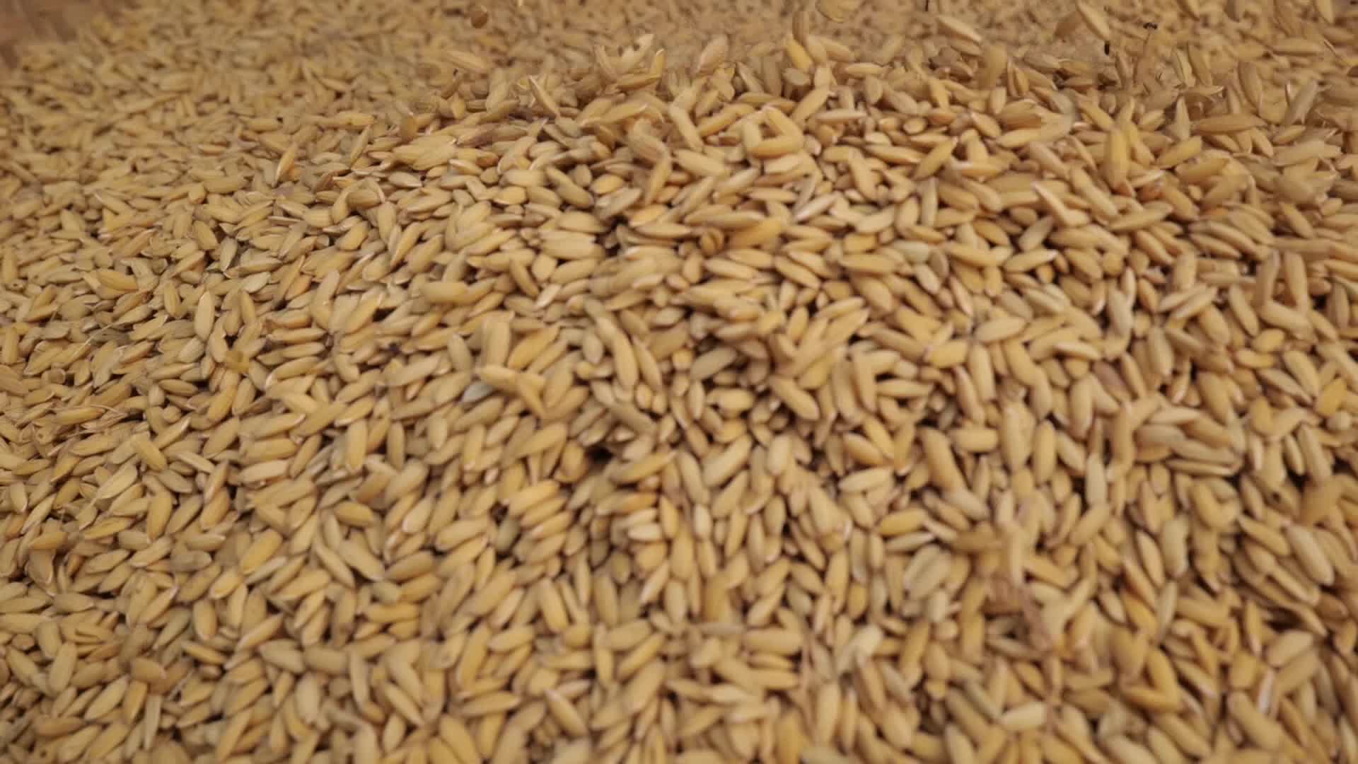 优质水稻农业产量乡村振兴视频的预览图