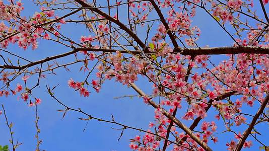 春天盛开的樱花视频的预览图