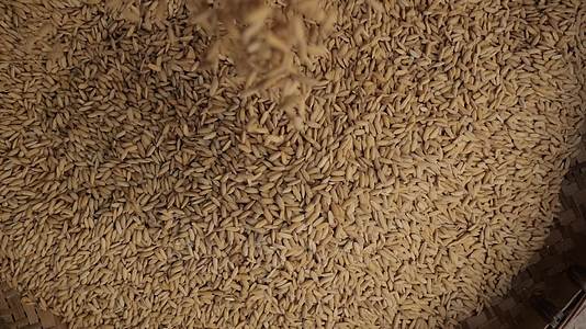 农民水稻粮食五一丰收产量视频的预览图