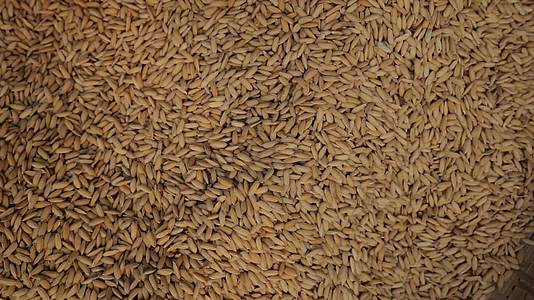 农民水稻粮食五一丰收产量视频的预览图