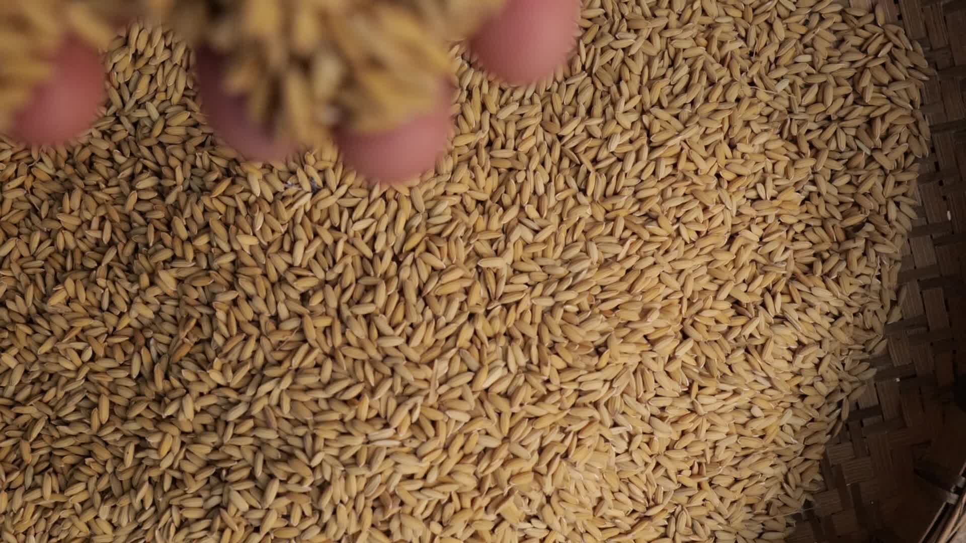 优质水稻农民正在筛选五一视频的预览图